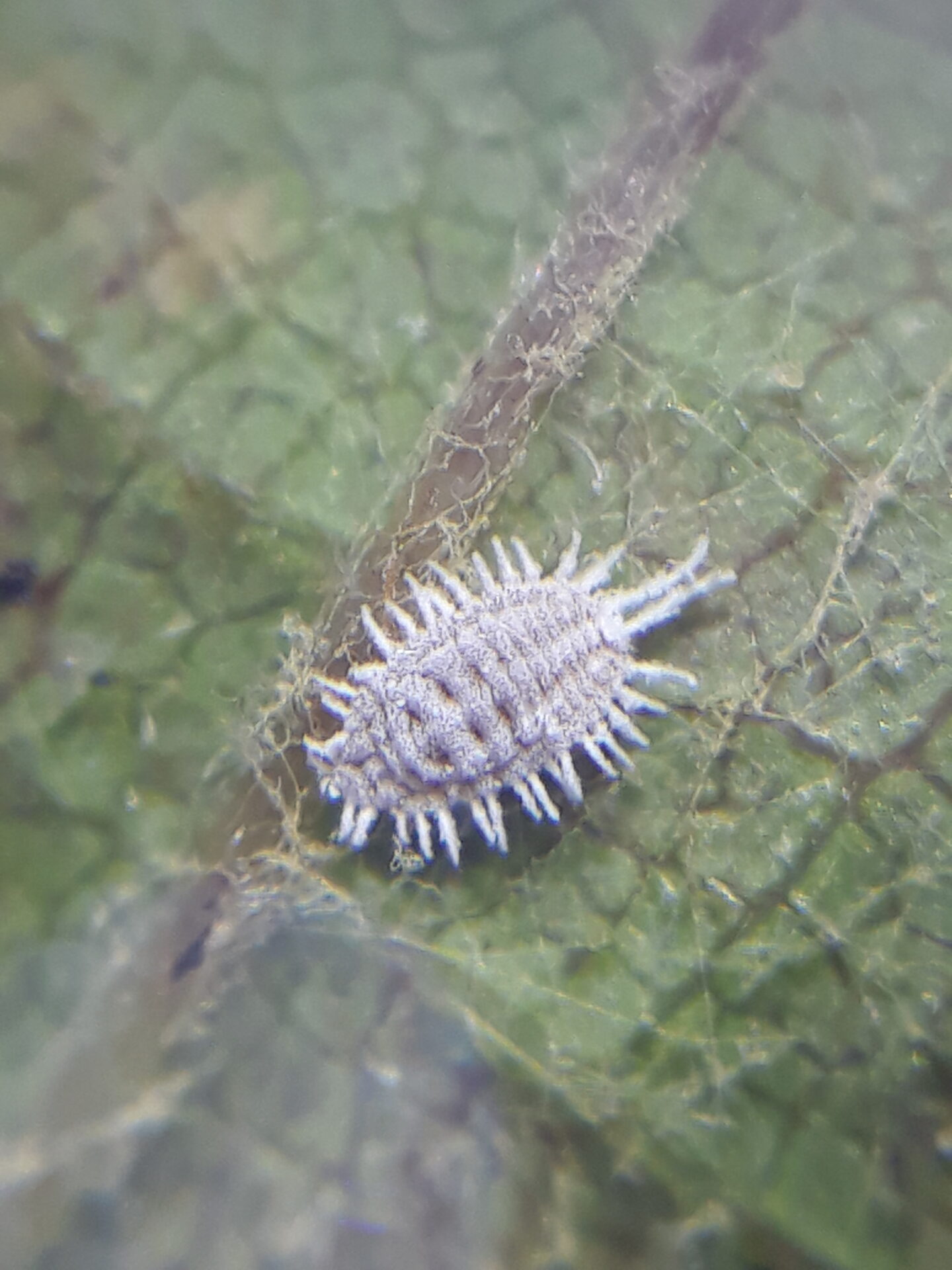 Cocciniglie farinose della vite