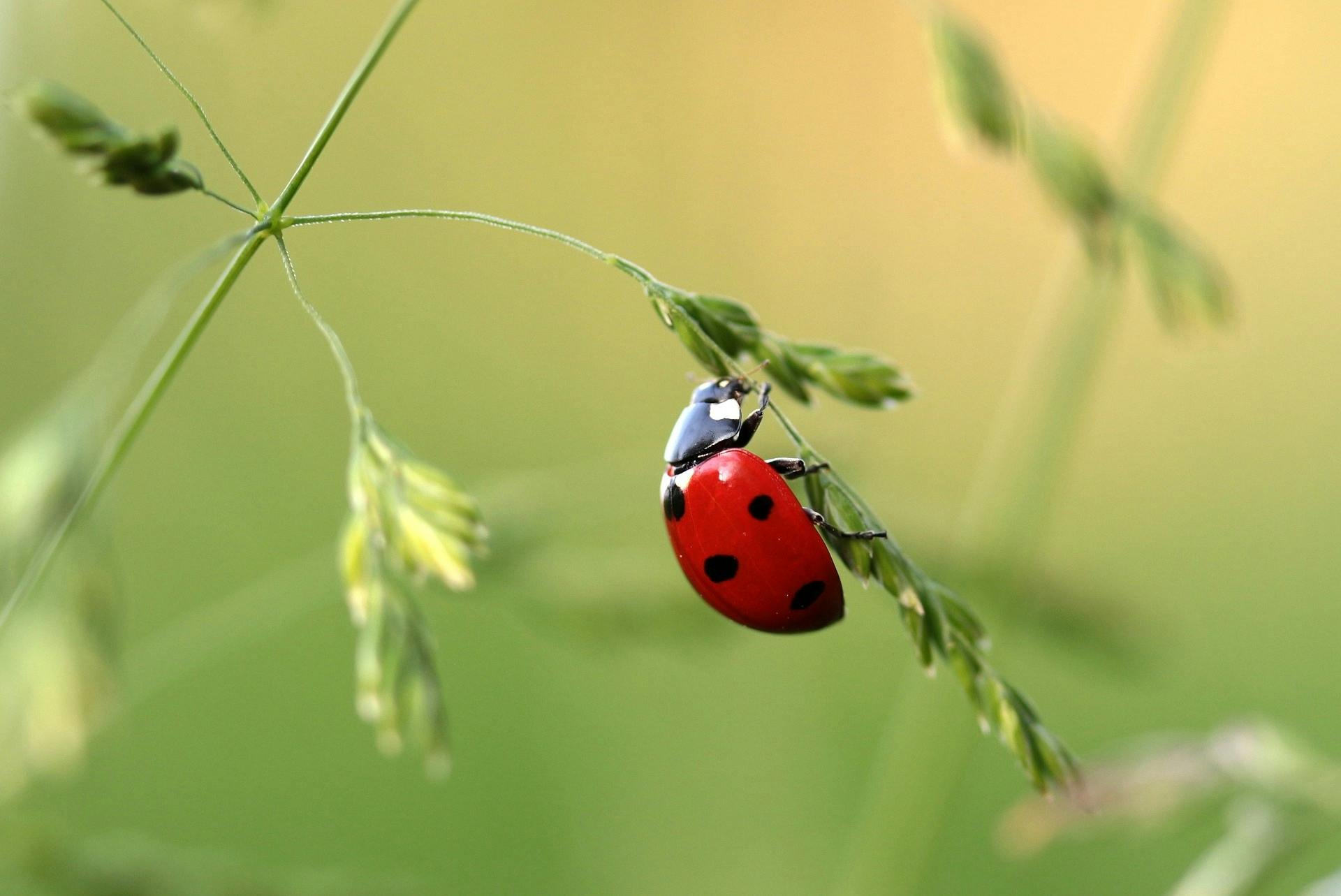 Impiego di insetti utili in agricoltura