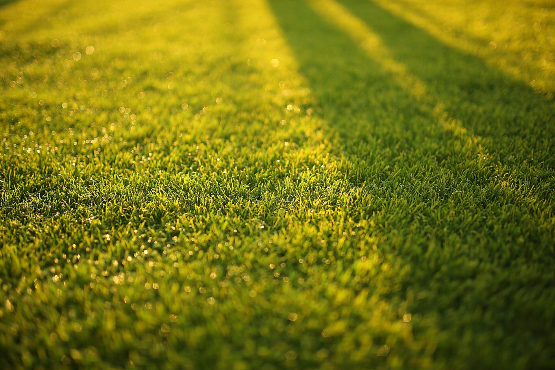 PRATICHE AGRONOMICHE E CONCIMAZIONE DEL PRATINO